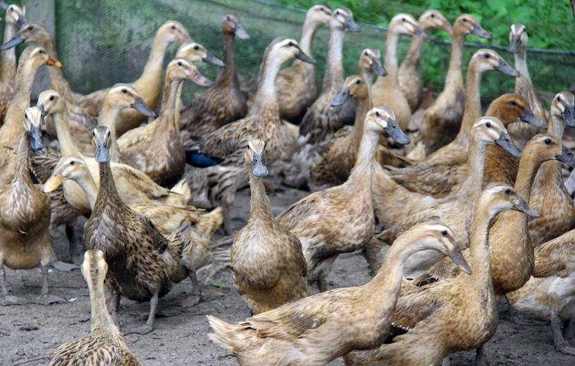 Bebek Enak